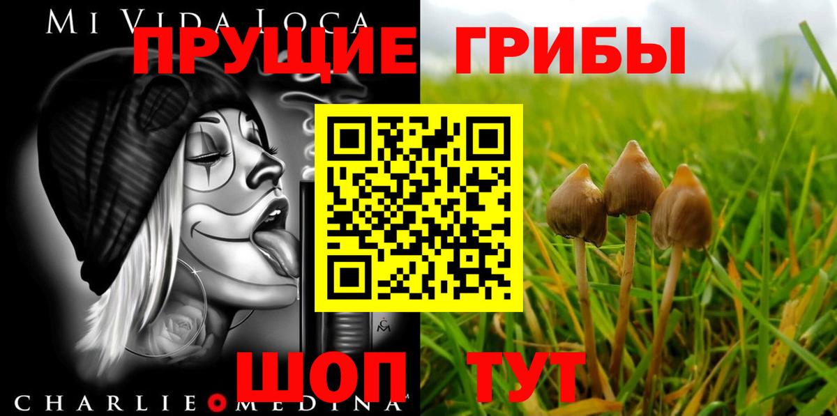 Псилоцибиновые грибы Psilocybine cubensis Калининград